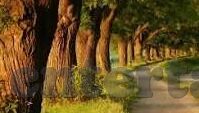 足球直播怎么加比分-足球直播如何巧妙融入实时比分？解锁高效运营新技巧！